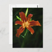 庭の炎のポストカード ポストカード (正面/裏面)