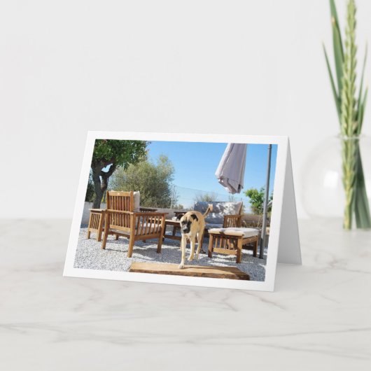 庭の犬 カード (正面)