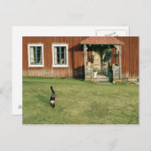 庭の猫と赤茶色の古びた家 ポストカード (正面/裏面)