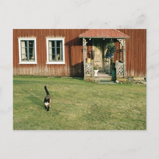 庭の猫と赤茶色の古びた家 ポストカード (正面)