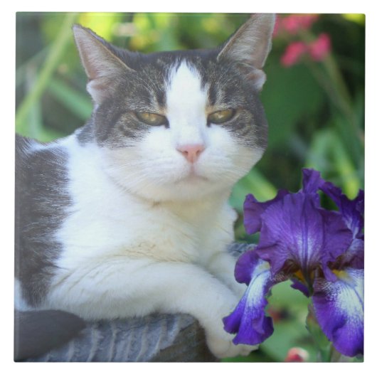 庭の猫 タイル (正面)