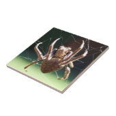 庭の球体の織工のくものタイル タイル (側面)