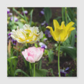 庭の白、ピンク、黄色のチューリップ (正面)