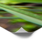 庭の白、ピンク、黄色のチューリップ ポスター (角)