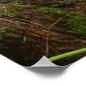 庭の秋の木々と水池植物のシーン。 ポスター (角)