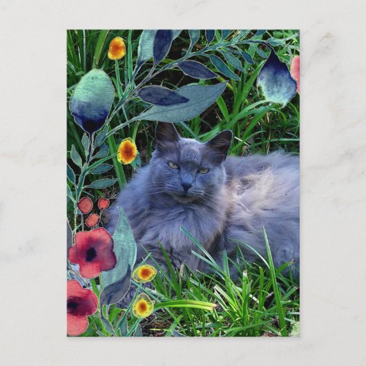 庭の花とグレーもふもふ猫 ポストカード (正面)