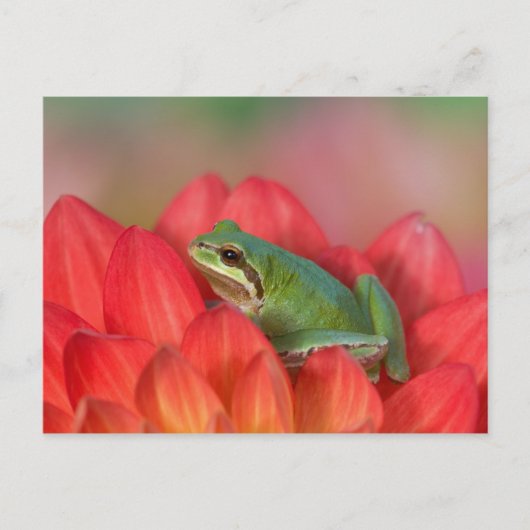 庭の花の上の太平洋アマガエル ポストカード (正面)