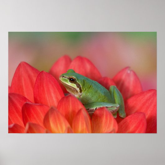 庭の花の上のPacific tree frog ポスター (正面)