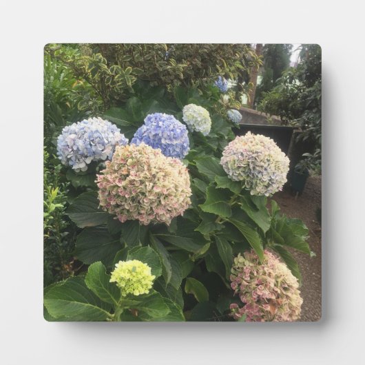 庭の花 フォトプラーク (正面)