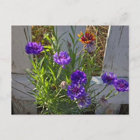 庭の花 ポストカード (正面)