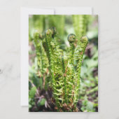 庭の若いシダの目覚め (正面)