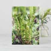 庭の若いシダの目覚め (スタンド正面)