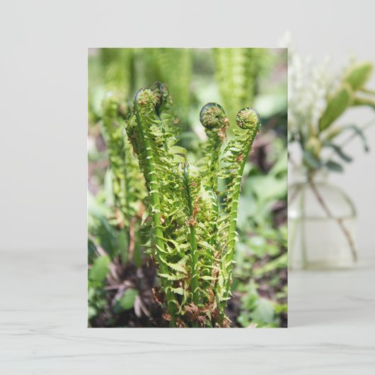 庭の若いシダの目覚め (スタンド正面)