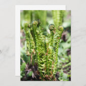 庭の若いシダの目覚め (正面/裏面)