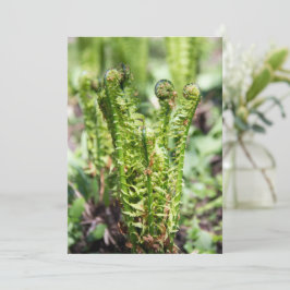 庭の若いシダの目覚め