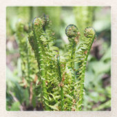 庭の若いシダの目覚め ガラスコースター (正面)