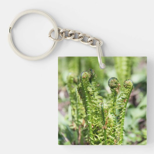 庭の若いシダの目覚め キーホルダー (正面)