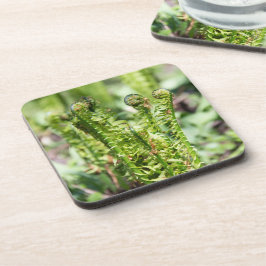 庭の若いシダの目覚め コースター