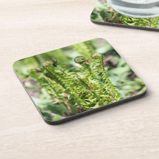 庭の若いシダの目覚め コースター (左側)