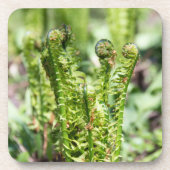 庭の若いシダの目覚め コースター (正面)