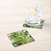 庭の若いシダの目覚め スクエアペーパーコースター (インサイチュ)