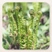 庭の若いシダの目覚め スクエアペーパーコースター (正面)