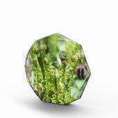 庭の若いシダの目覚め フォトブロック (右)