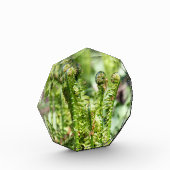 庭の若いシダの目覚め フォトブロック (左)