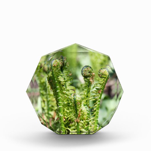 庭の若いシダの目覚め フォトブロック (正面)