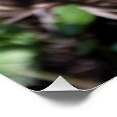 庭の若いシダの目覚め ポスター (コーナー)