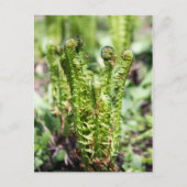 庭の若いシダの目覚め ポストカード (正面)
