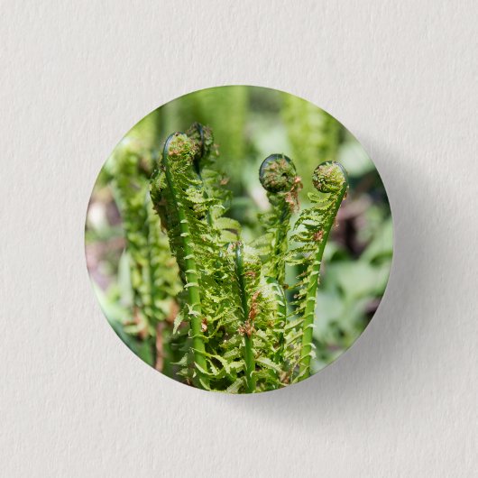 庭の若いシダの目覚め 缶バッジ (正面)