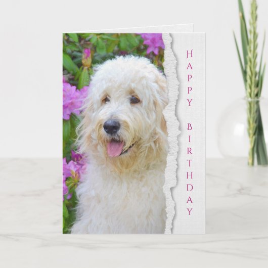 庭の誕生日のGoldendoodle犬 カード (正面)