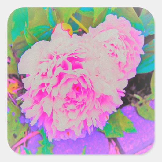庭の電気ピンクの牡丹カラフルたち スクエアシール (正面)