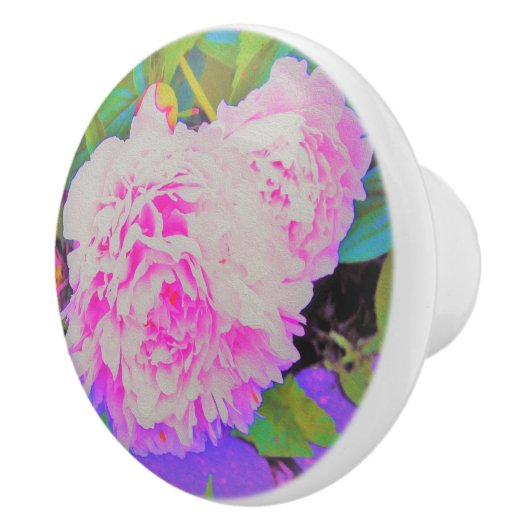 庭の電気ピンクの牡丹カラフルたち セラミックノブ (右)