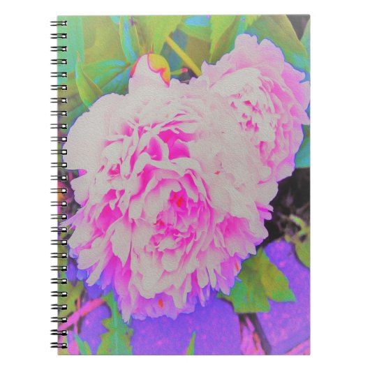 庭の電気ピンクの牡丹カラフルたち ノートブック (正面)