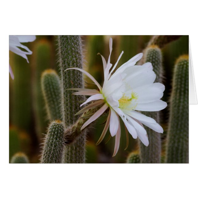 庭の5月 (正面横)