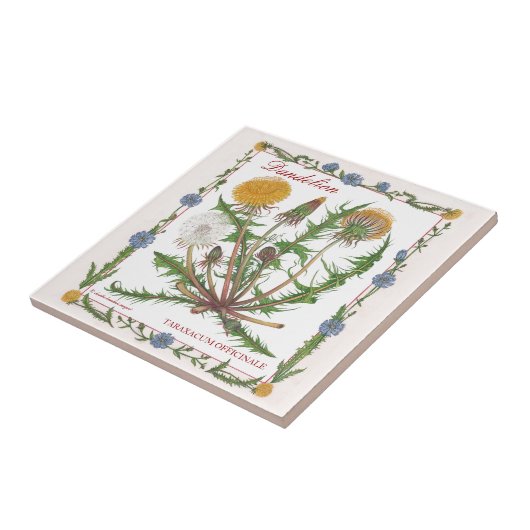 庭の~のタンポポのタイル タイル (側面)