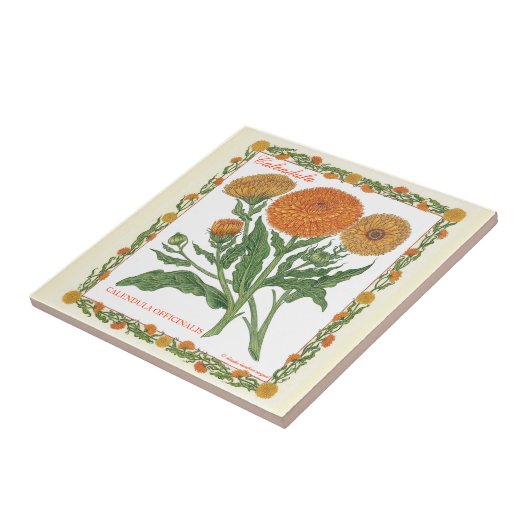 庭の~のCalendulaのタイル タイル (側面)