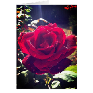 庭は上がりました