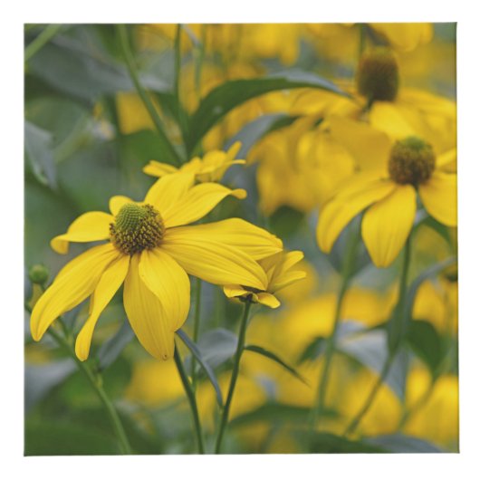 庭エレガント園花の写真または画像 フォトキューブ (右)