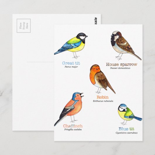 庭カラフル鳥 ポストカード (正面/裏面)