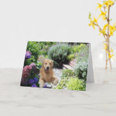 庭カードのゴールデン・リトリーバーCaine カード (黄色い花)