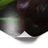 庭園のアマリリスの花の植物 フォトプリント (角)