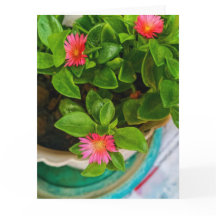 庭園ベビー太陽バラ植物のポット折り返し挨拶