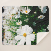 庭園内に咲く美しい白いコスモスの花 シェルパブランケット (正面(横))