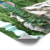 庭園内のピーコックス写真ポスター紙 ポスター (角)