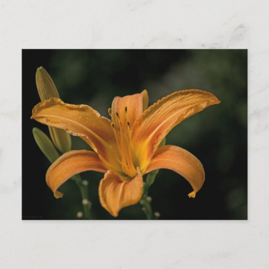 庭園喜びのポストカード ポストカード (正面)