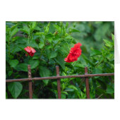 庭園花 (正面横)