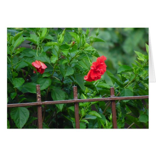 庭園花 (正面横)